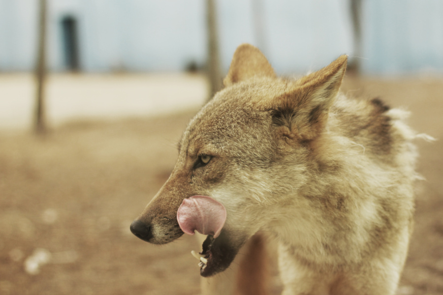 淹城野生动物园 豺狼虎豹|游记|摄影|ginobiliyu