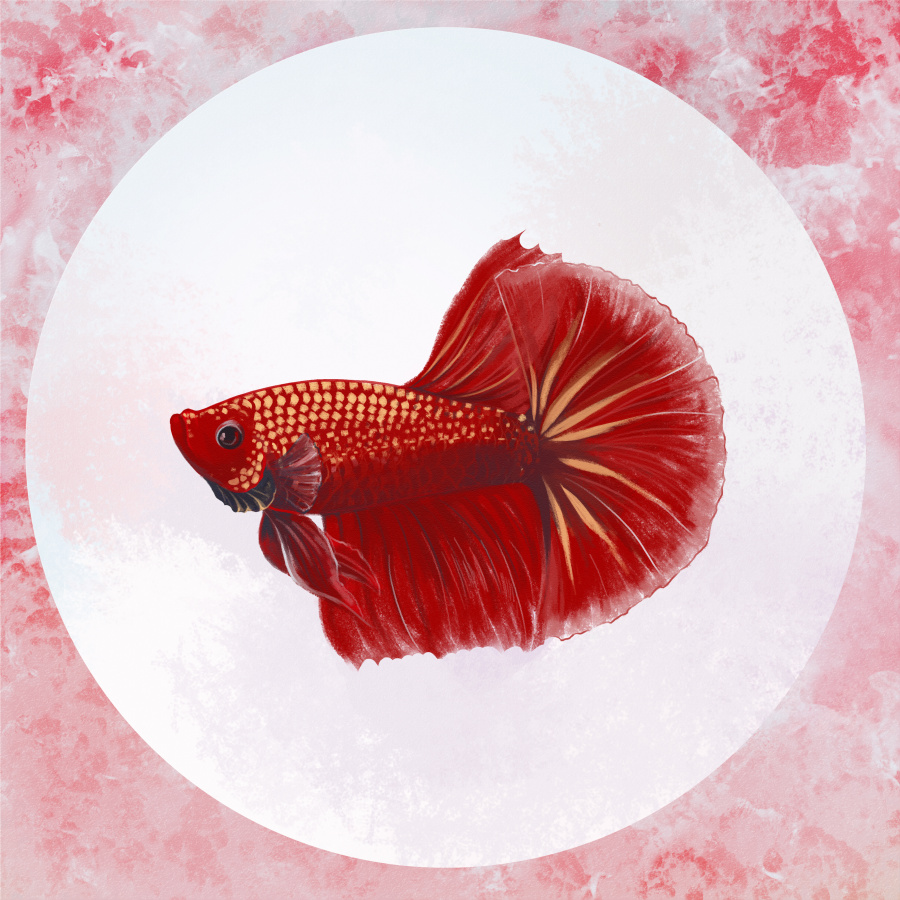 斗鱼之春夏秋冬|绘画习作|插画|Annecoolee - 原