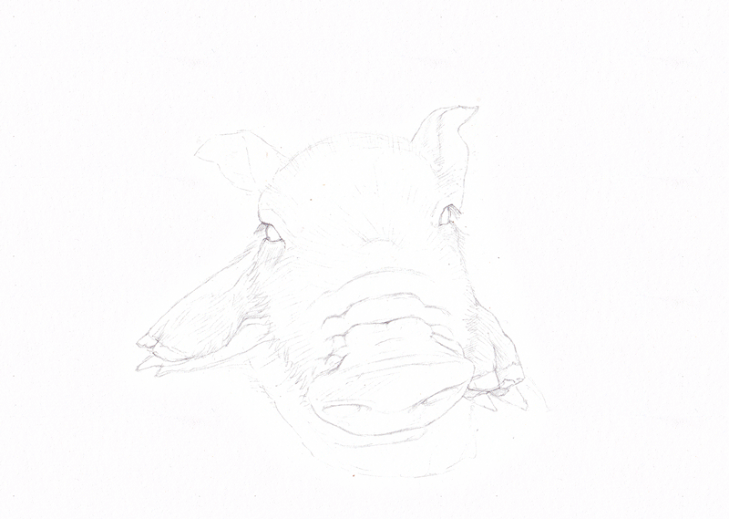 纸上彩铅--《小猪》画法过程|纯艺术|绘画|超超的青葱