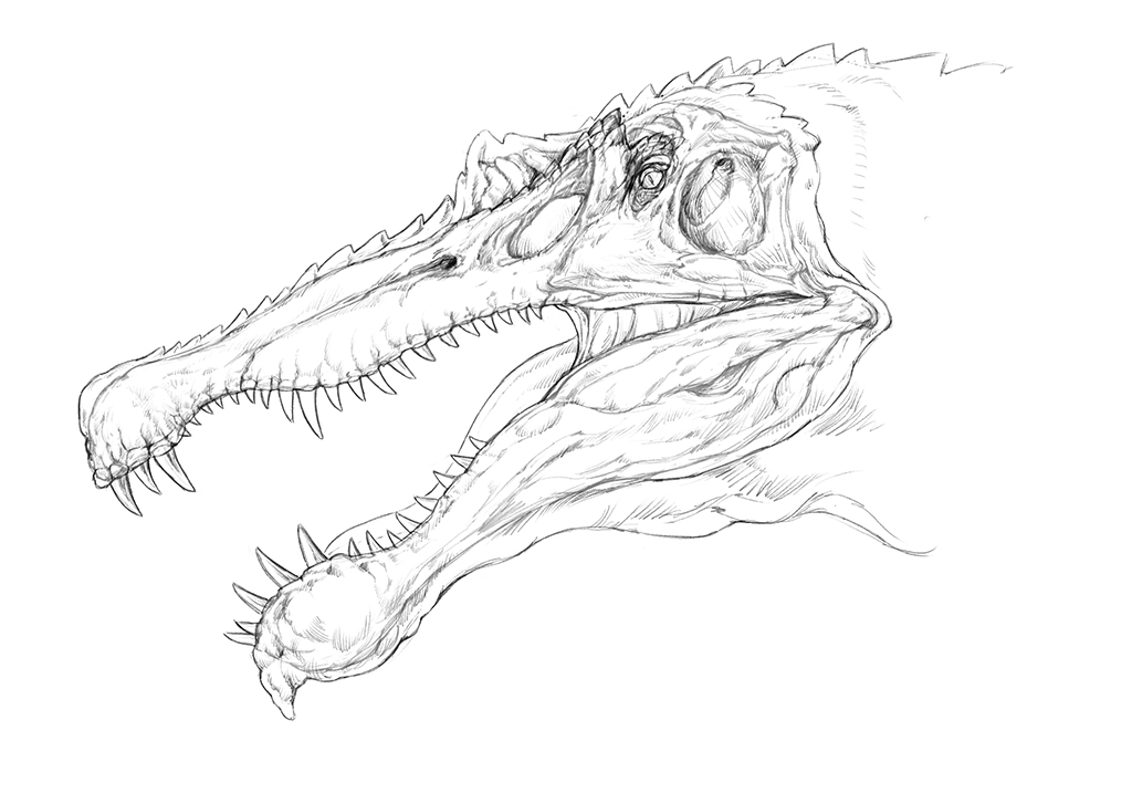 spinosaurus 棘龙头部复原图