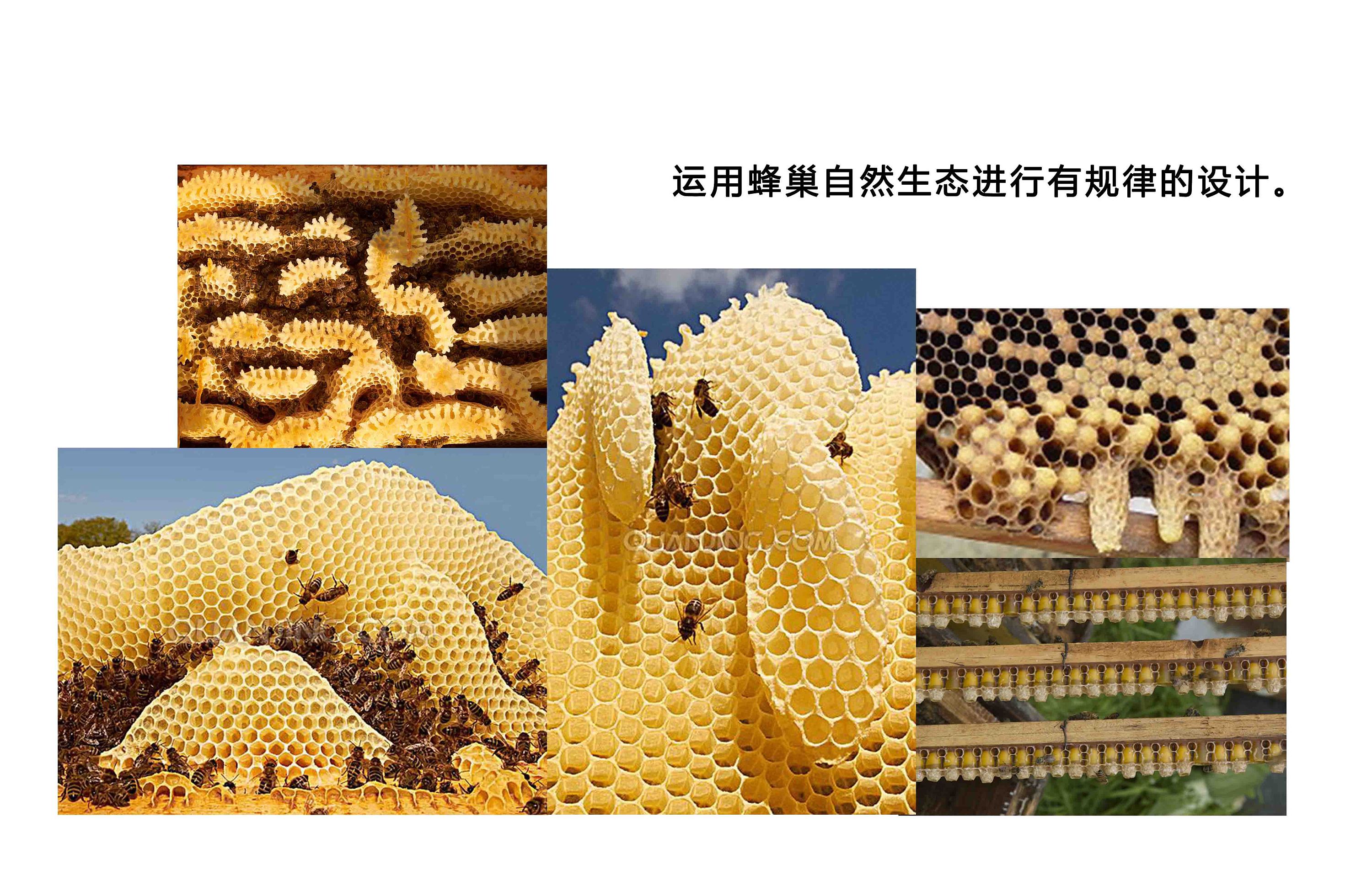 土蜂蜜销售_蜂蜜销售代理_销售蜂蜜的广告词