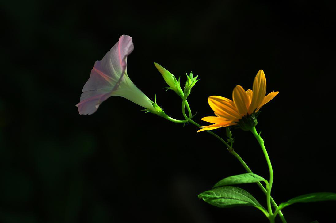 拍摄时相机对花朵进行测光,当画面中背景太杂乱,花朵不突出时,可以