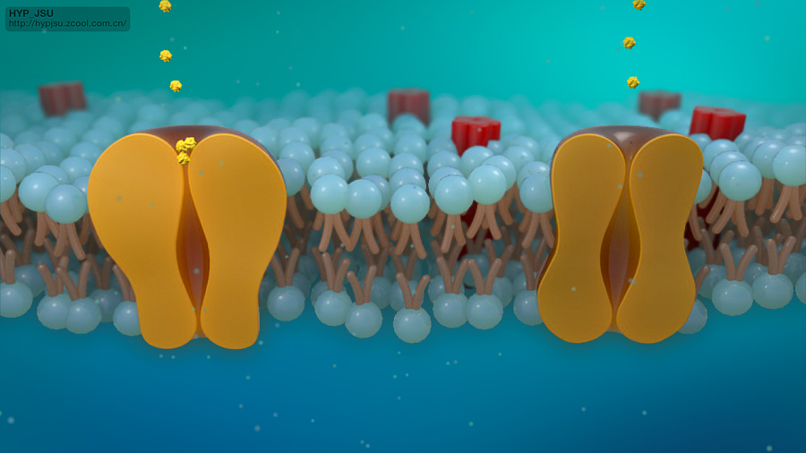 练习:细胞膜动画|人物\/生物|三维|HYP_JSU - 原