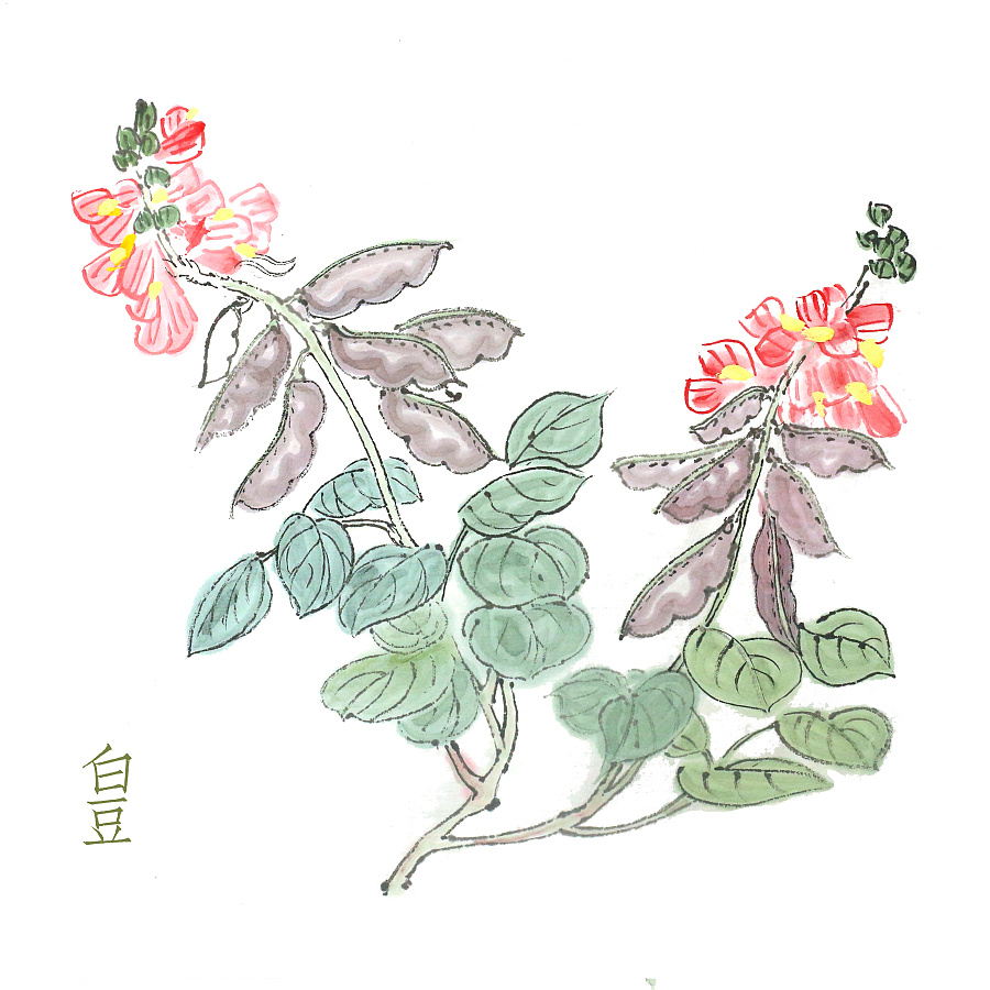 草本植物绘画|商业插画|插画|GNGNG小Ming - 
