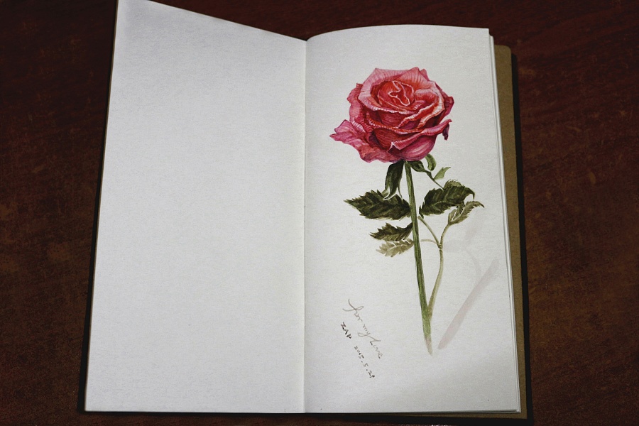 玫瑰 ROSE (水彩画)|水彩|纯艺术|Zaps - 原创设计作品 - 站酷 (ZCOOL)