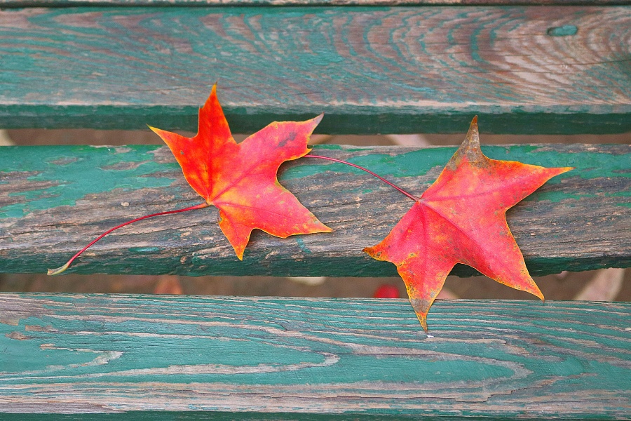 中北大学秋天校园摄影|风光|摄影|晨曦小狼仔 -