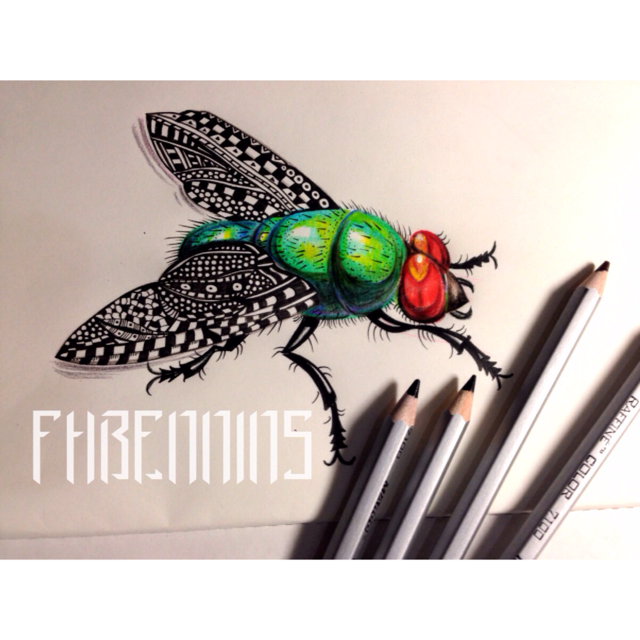 △FHBENNINS△:昆虫记|绘画习作|插画|FHBE