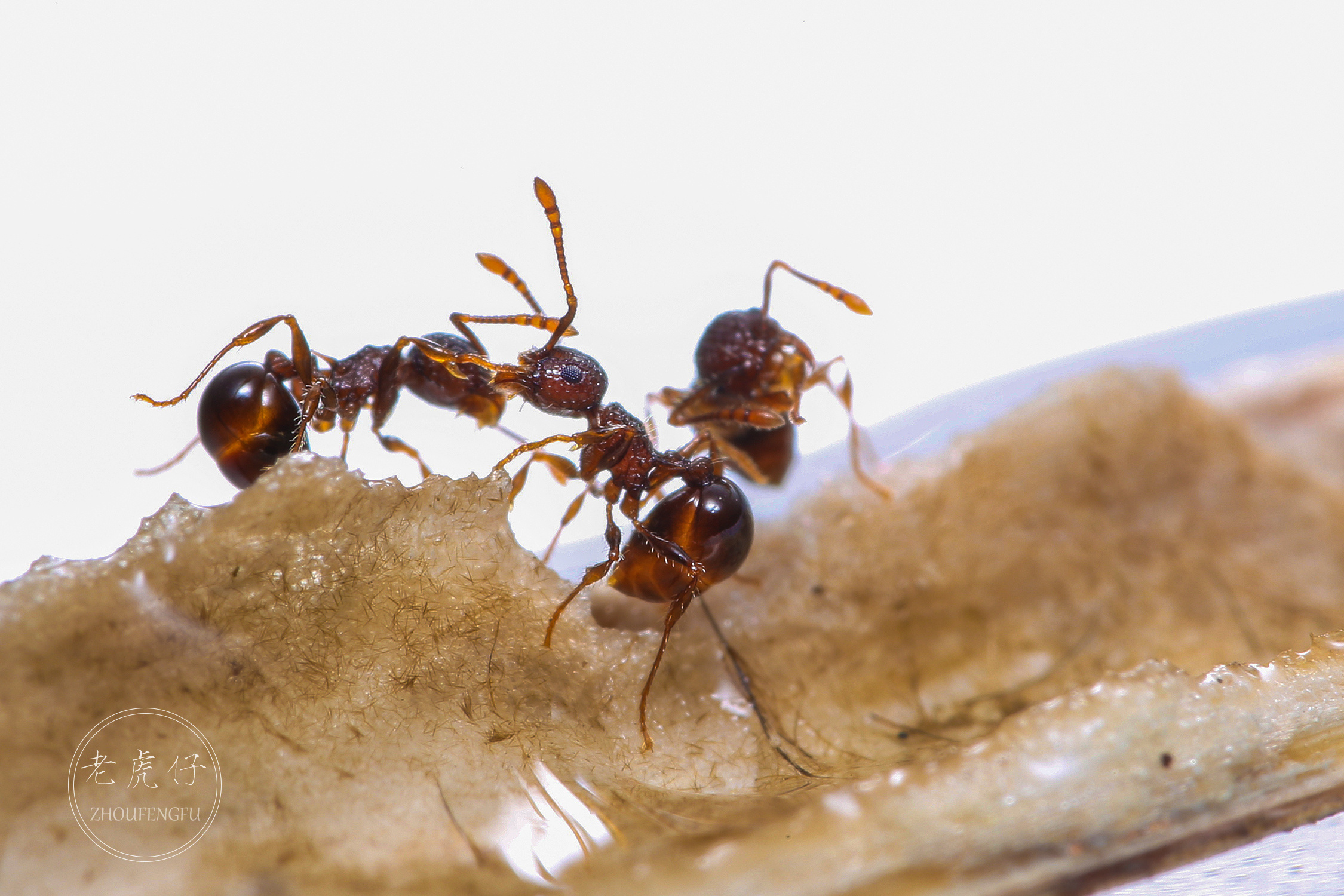 蚂蚁微距|摄影|生态|老虎仔 - 原创作品 - 站酷 (ZCOOL)