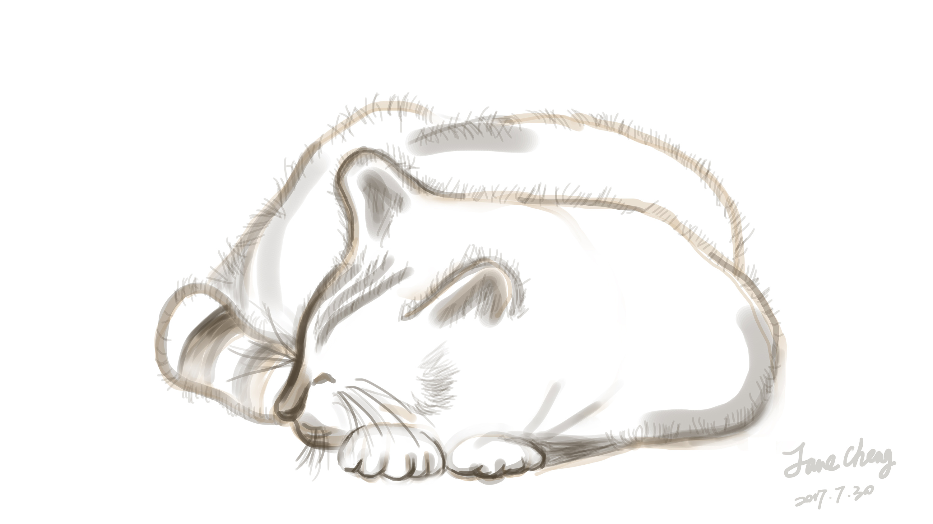 睡觉的猫咪|插画|涂鸦/潮流|qianwanqs 原创作品 站酷(zcool)