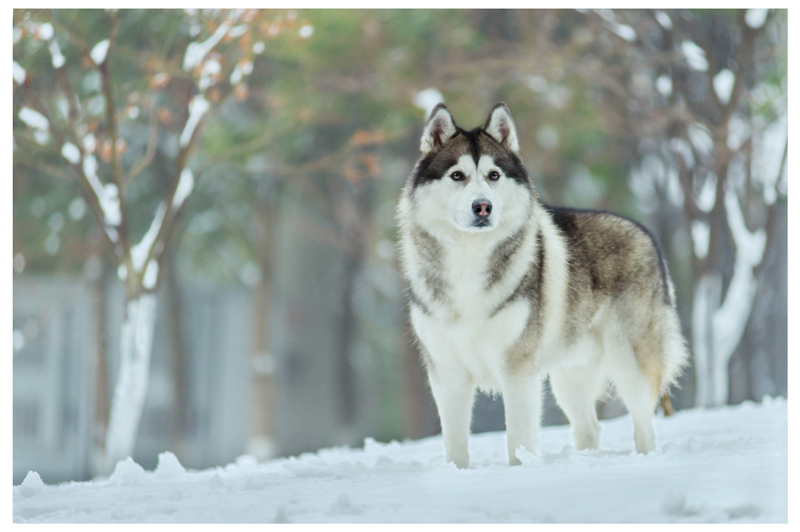 宠物写真 杭州 哈士奇》原图,原图尺寸:800x532