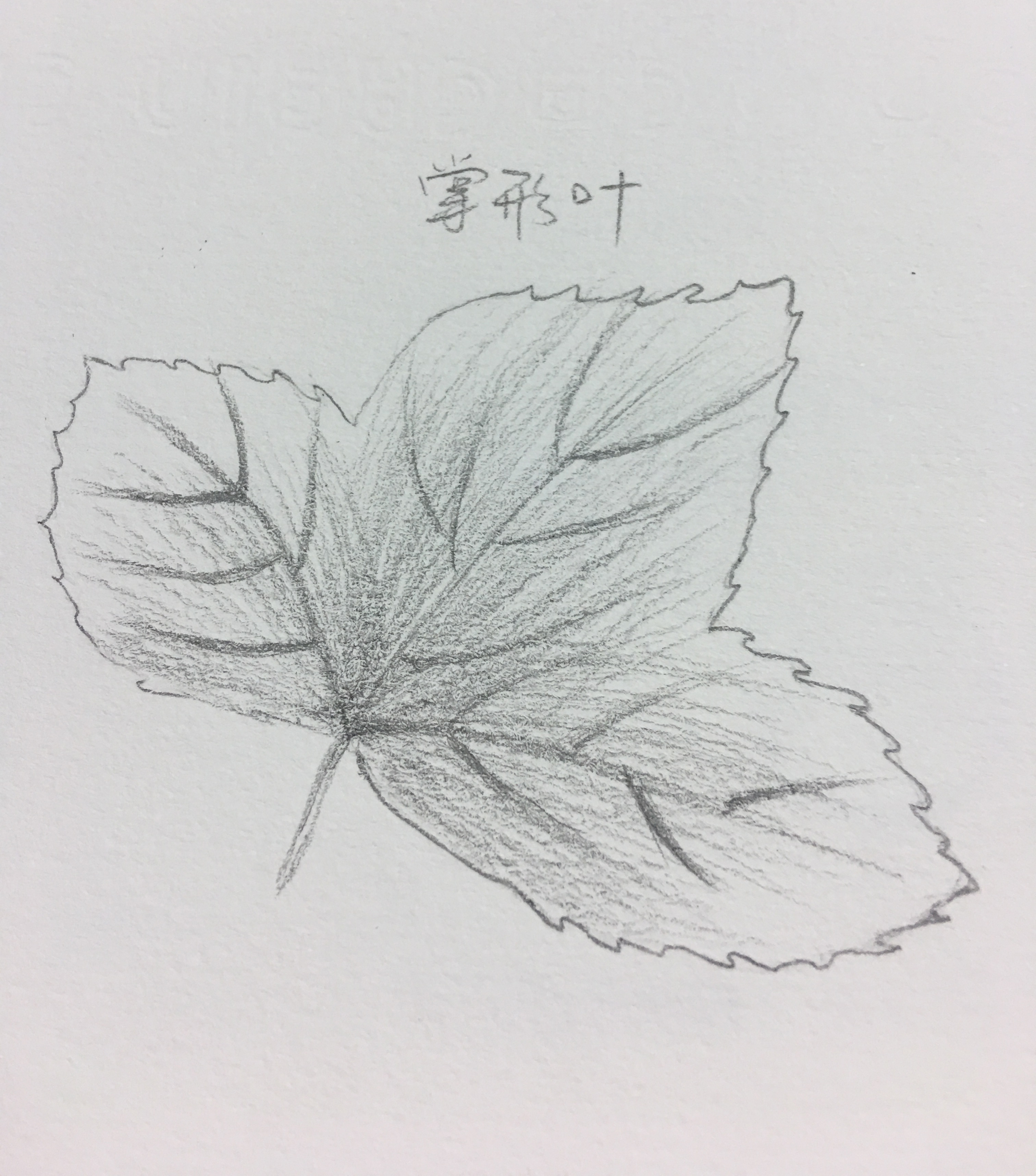 树叶画法——掌形树叶