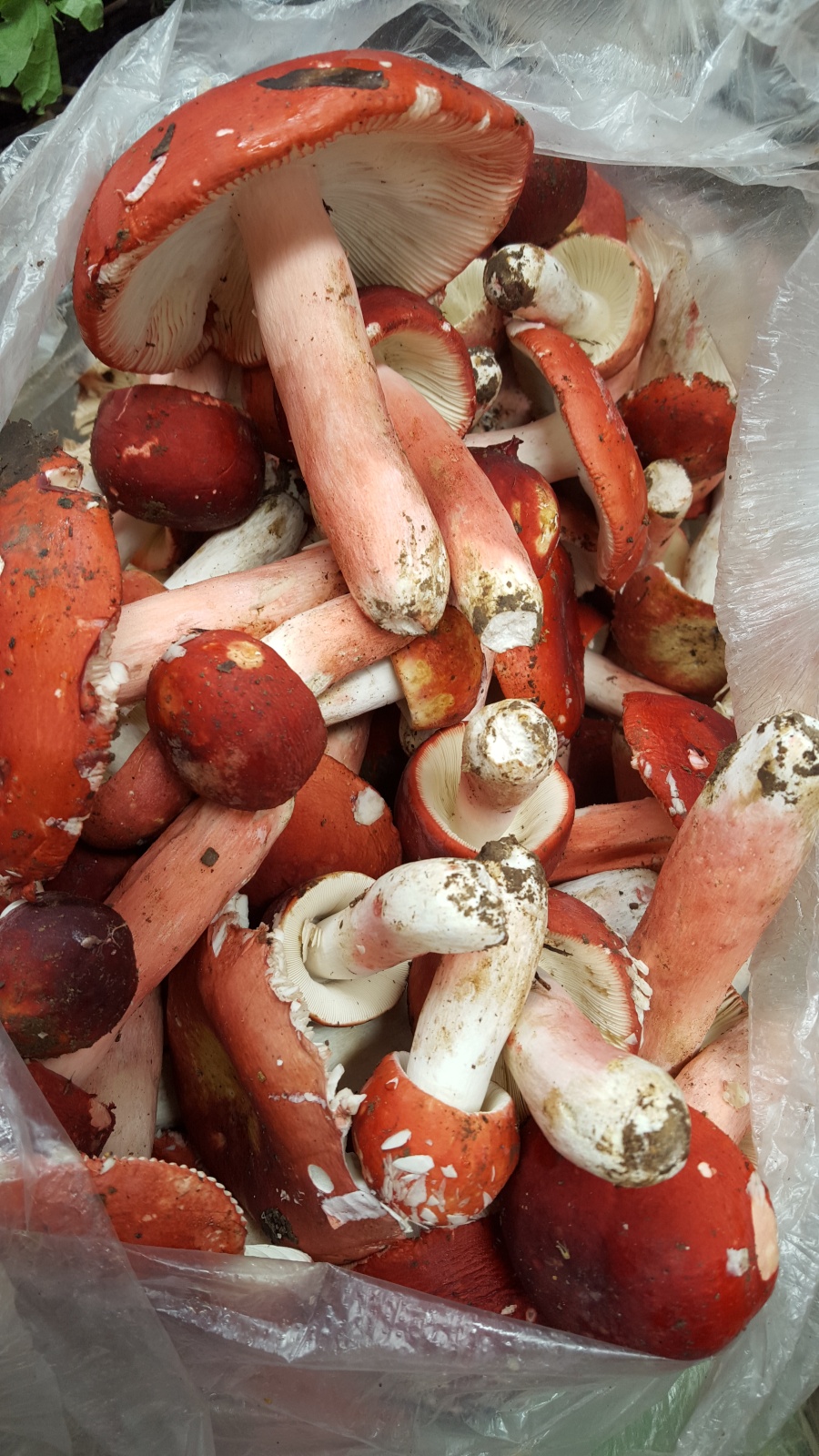 土特产|PPT\/演示|平面|亚瑞之佳土特产店 - 原创