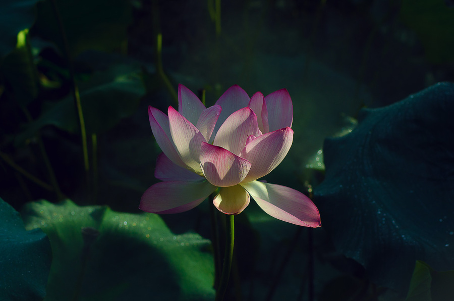 荷花奔放的季节-烟雾意境荷花|生态|摄影|官威 