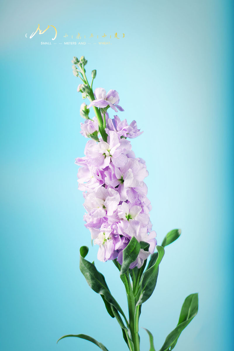 flower-紫罗兰