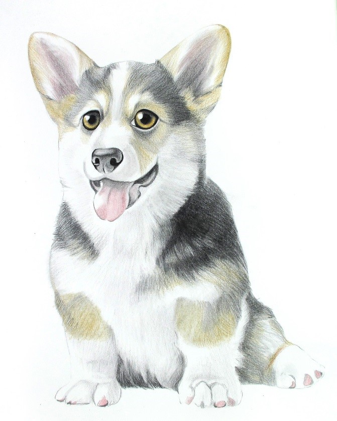 彩色铅笔画步骤教程:柯基犬的画法