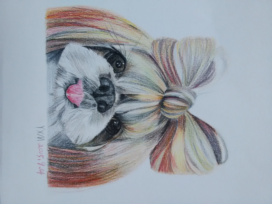 小狗|彩铅|纯艺术|杨小曼 - 原创设计作品 - 站酷