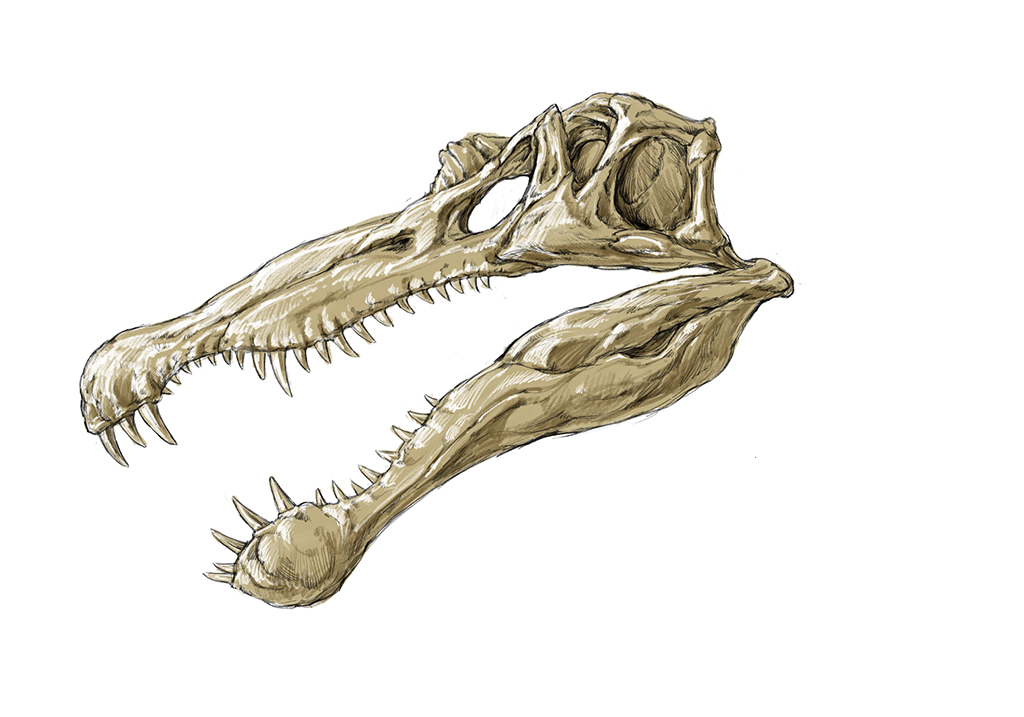 spinosaurus棘龙头部复原图