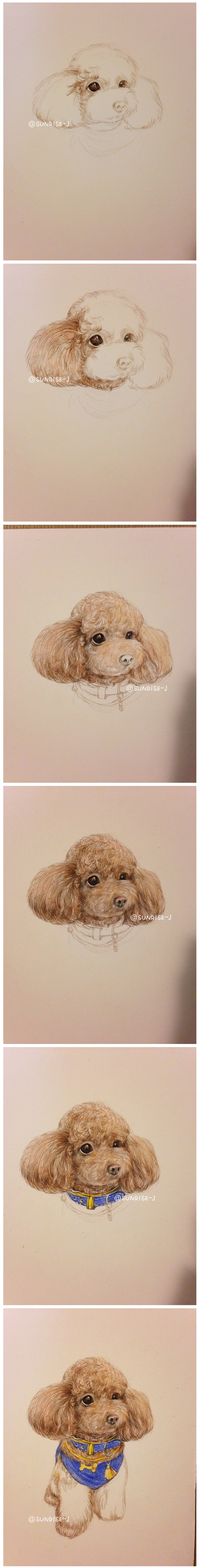 彩铅手绘一只泰迪狗狗