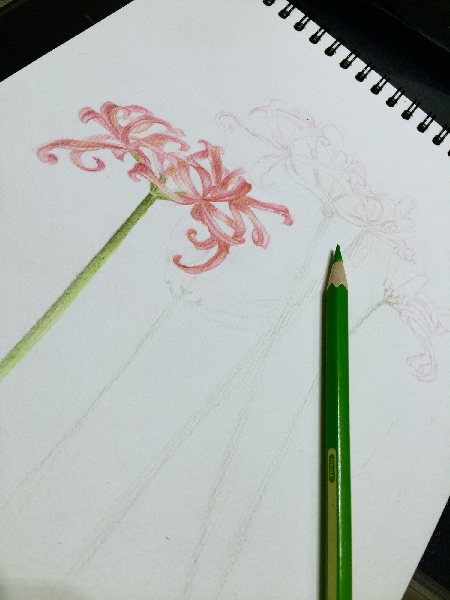 彼岸花又叫曼珠沙华|纯艺术|彩铅|399d - 原创作品