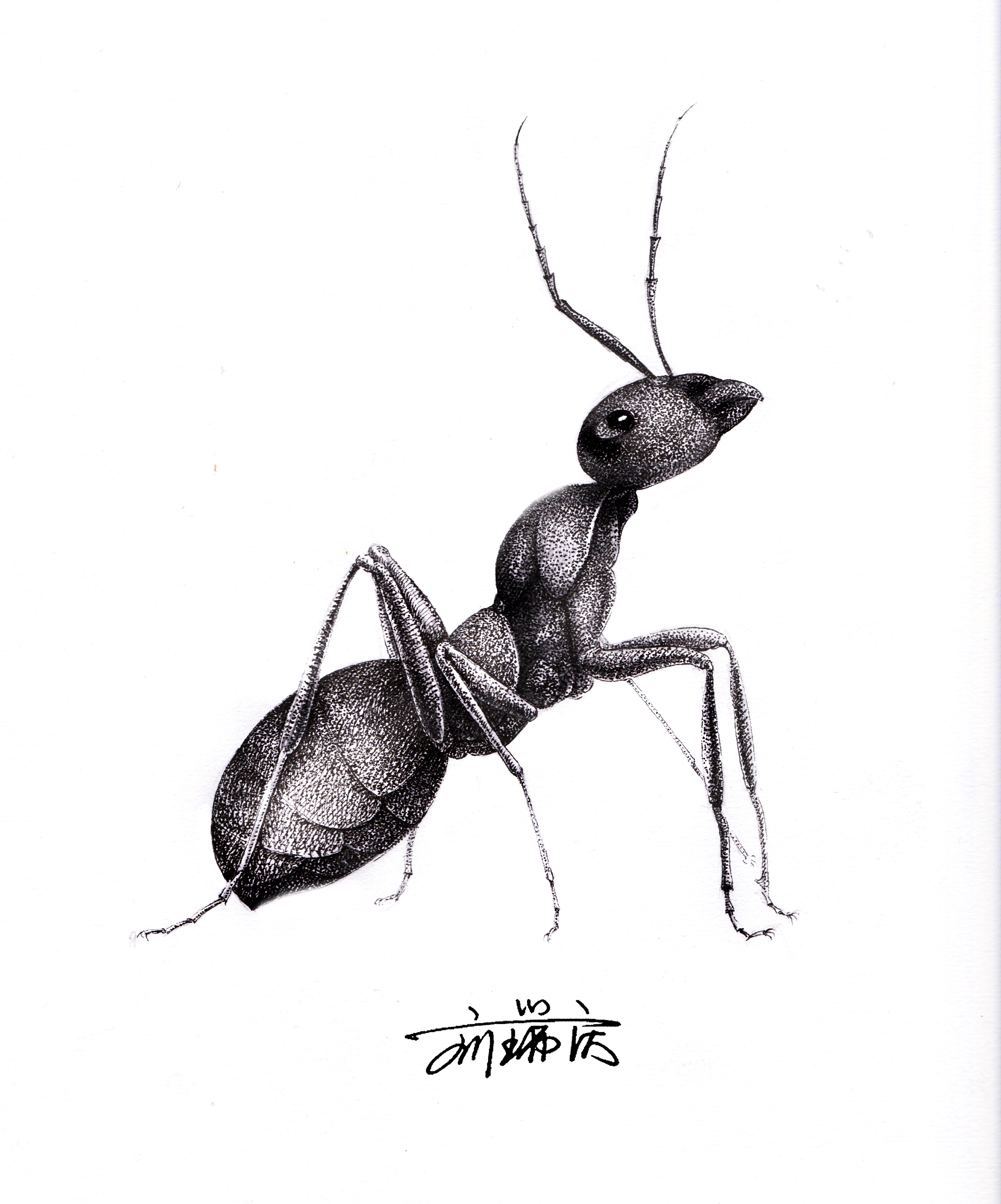蚂蚁|插画|插画习作|阿庆手绘 - 原创作品 - 站酷
