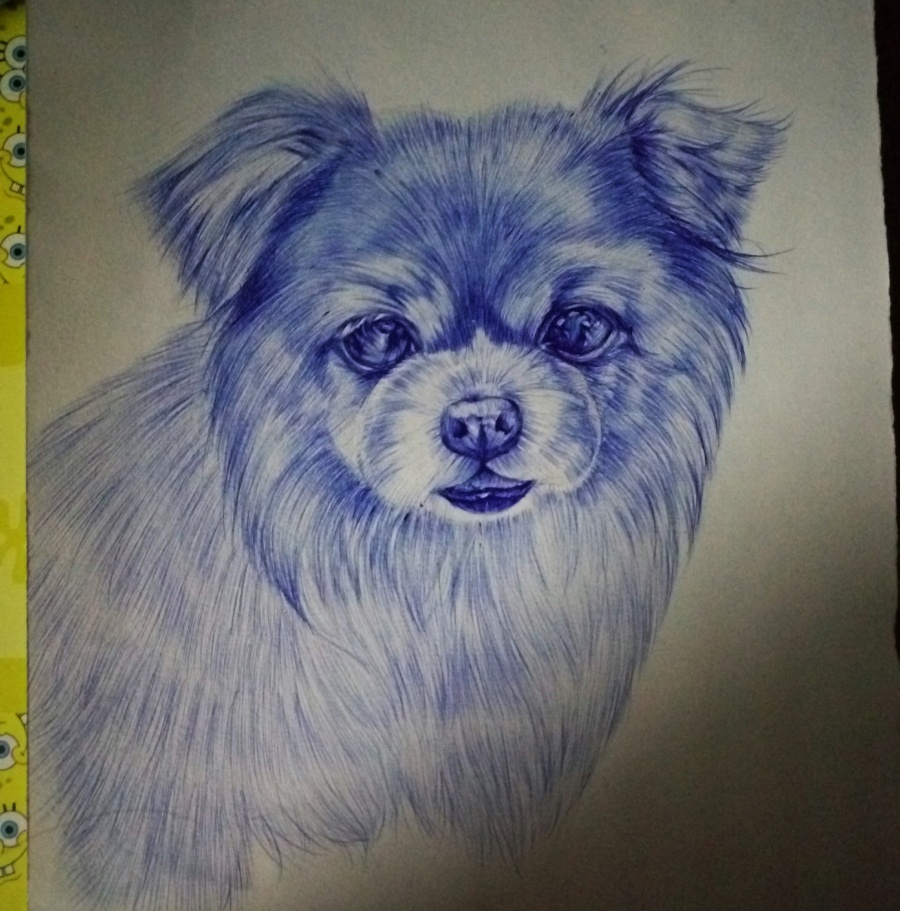 圆珠笔狗狗贝贝|素描|纯艺术|偹偹 - 原创设计作