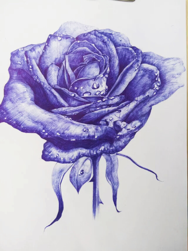 《蓝色玫瑰》|插画习作|插画|沁妲 - 原创设计作品