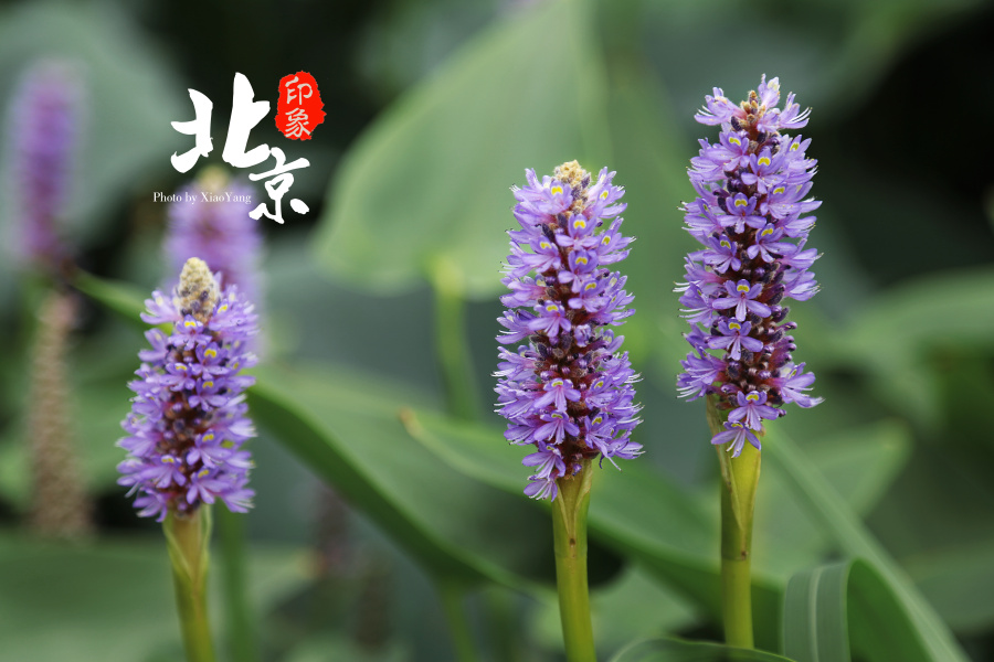 北京印象之天安门故宫景山公园|游记|摄影|修图