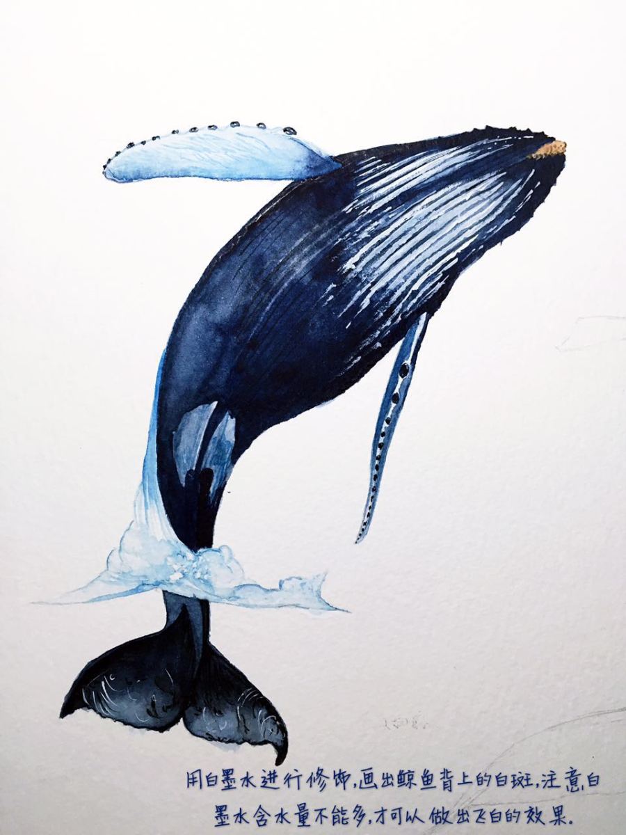 原创:大翅鲸|水彩|纯艺术|teacalla - 原创设计作品