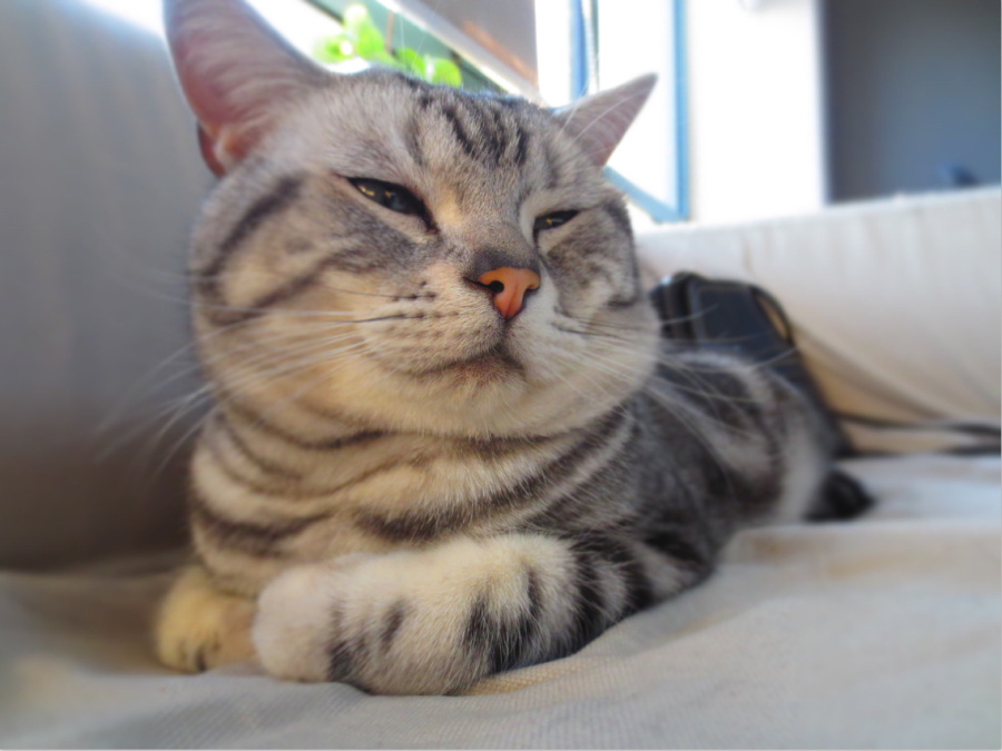 痛并快乐的感觉我懂!|宠物\/动物|摄影|左丿子 - 原