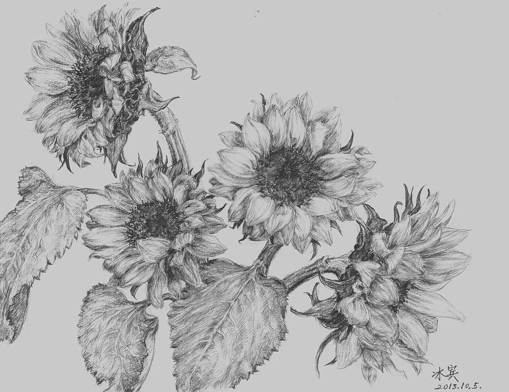 将四朵向日葵均做了深入细致的描绘,写生用了约七小时.