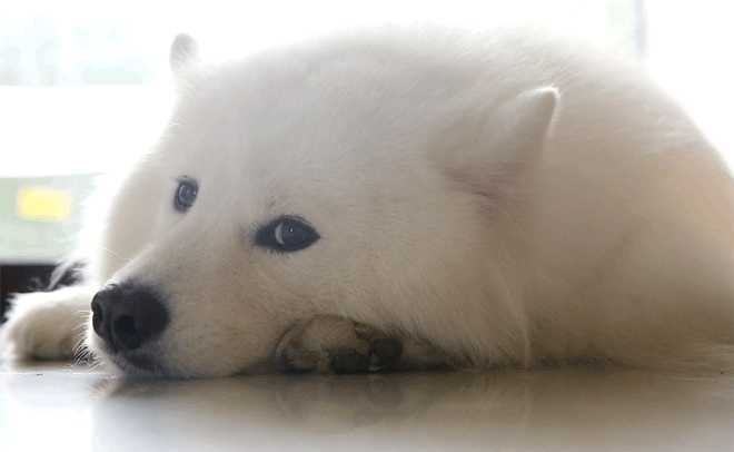 露个脸|摄影|动物|彬同学 - 原创作品 - 站酷 (zcool)