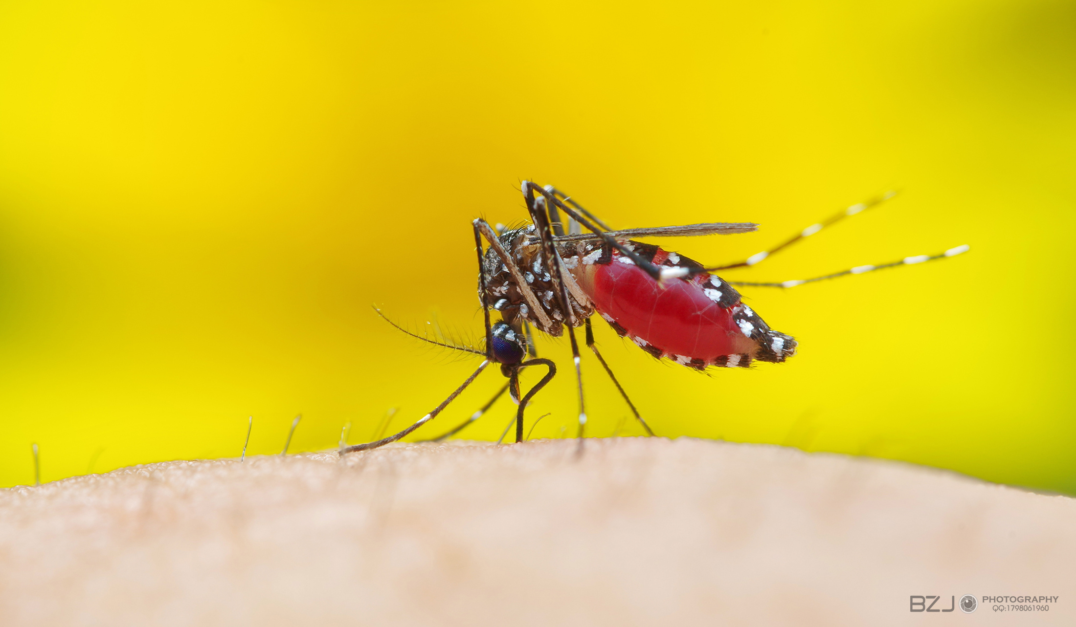 【情報】對人有益的世界最大蚊子~華麗巨蚊 @世界之不可思議 哈啦板 - 巴哈姆特