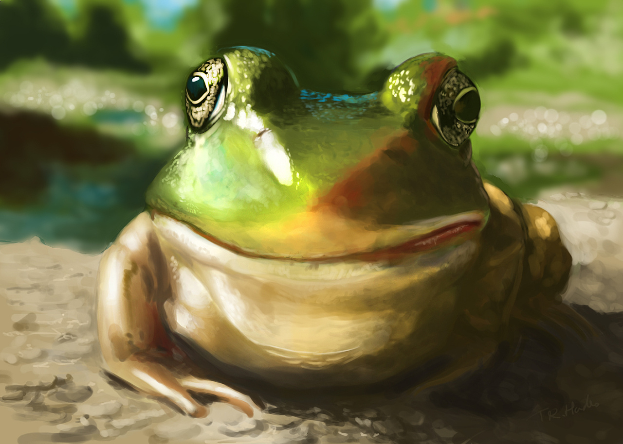 晚间练习:青蛙一只