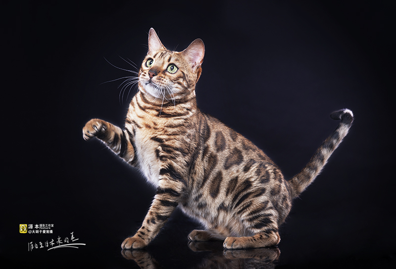 豹猫|宠物\/动物|摄影|naturephoto - 原创设计作品