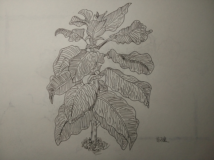 植物速写临摹 - 站酷 (ZCOOL) 移动版