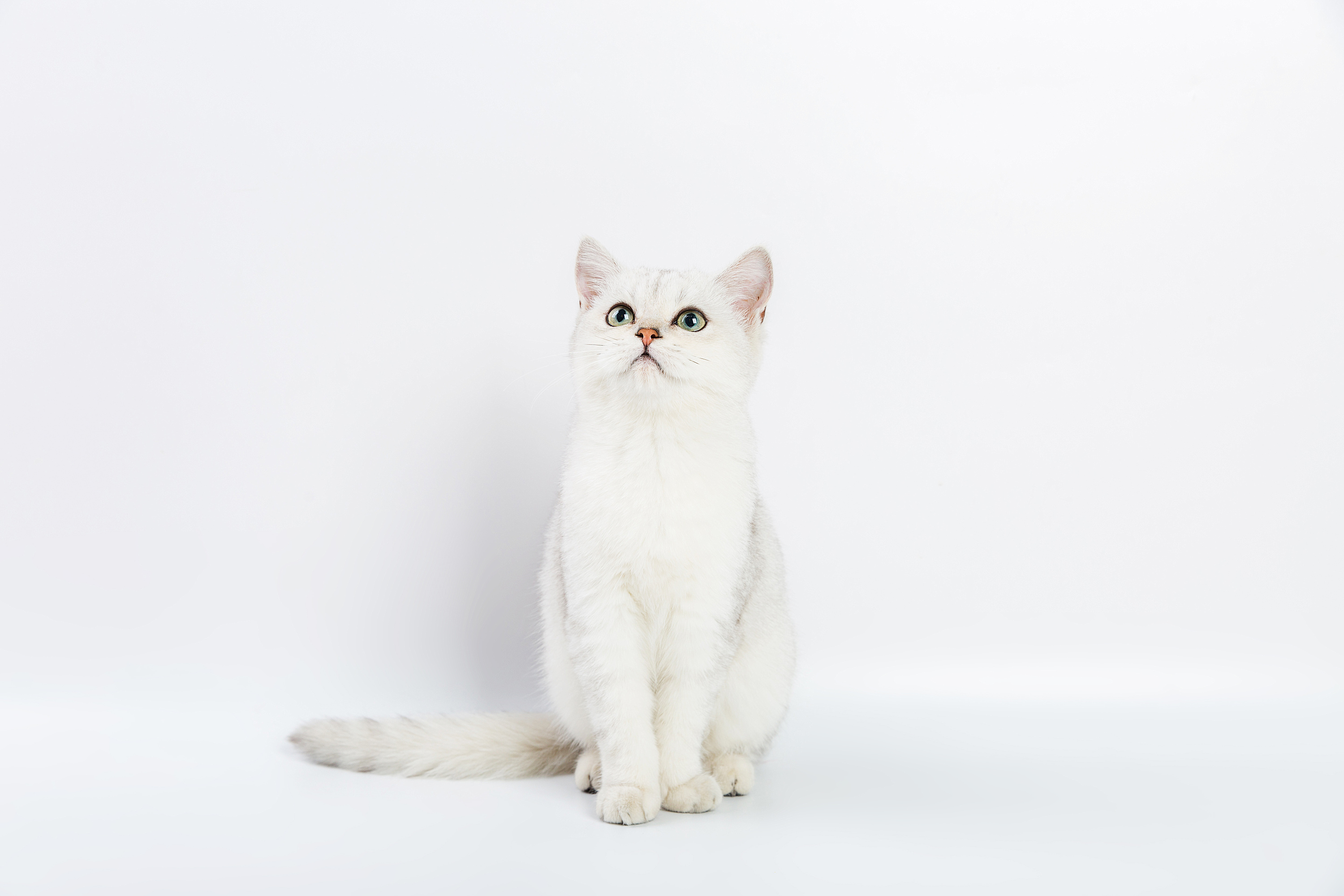 宠物猫美短幼猫白底摄影