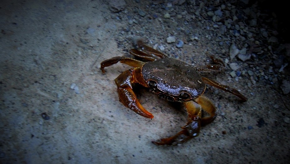 小溪边的螃蟹