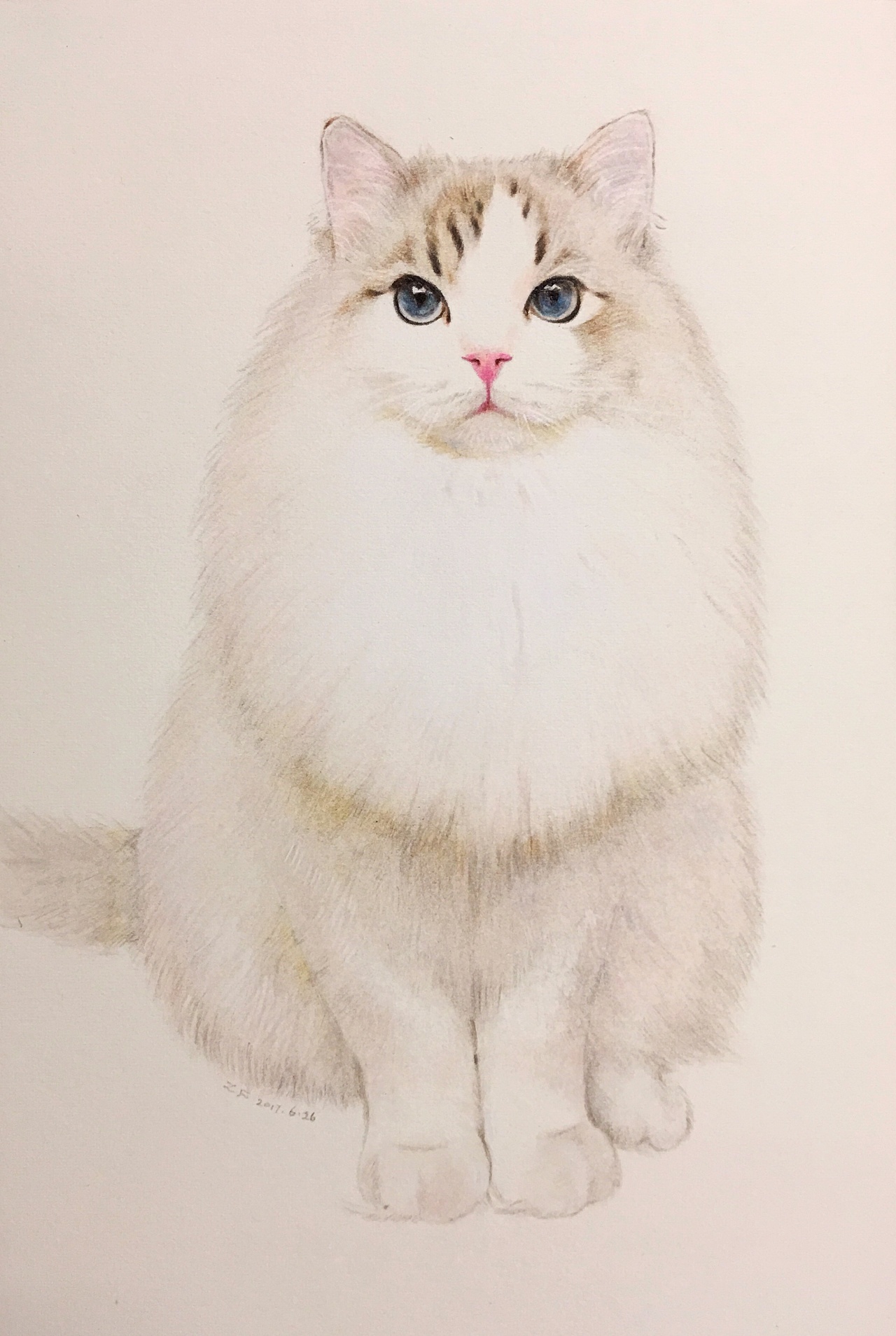 彩铅布偶猫