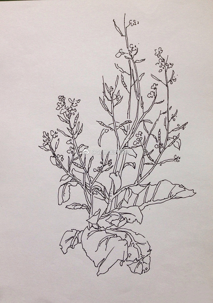钢笔植物线描