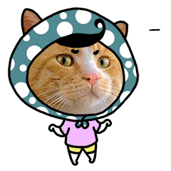 《萌力喵撩》微信表情包分享啦.