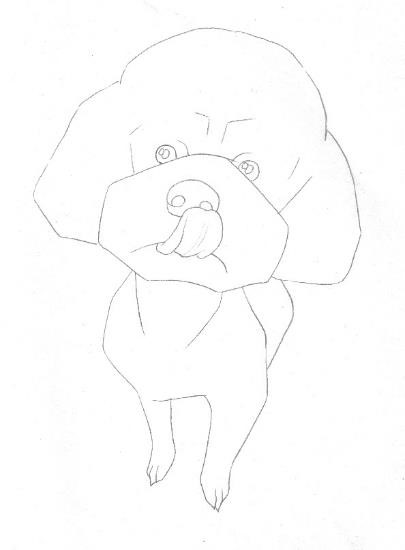 彩色铅笔画步骤教程泰迪熊犬的画法