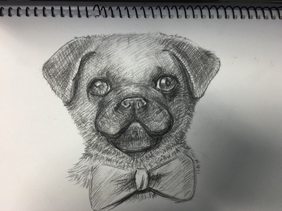 很可爱的狗狗素描|绘画习作|插画|浪得丢丢 - 原