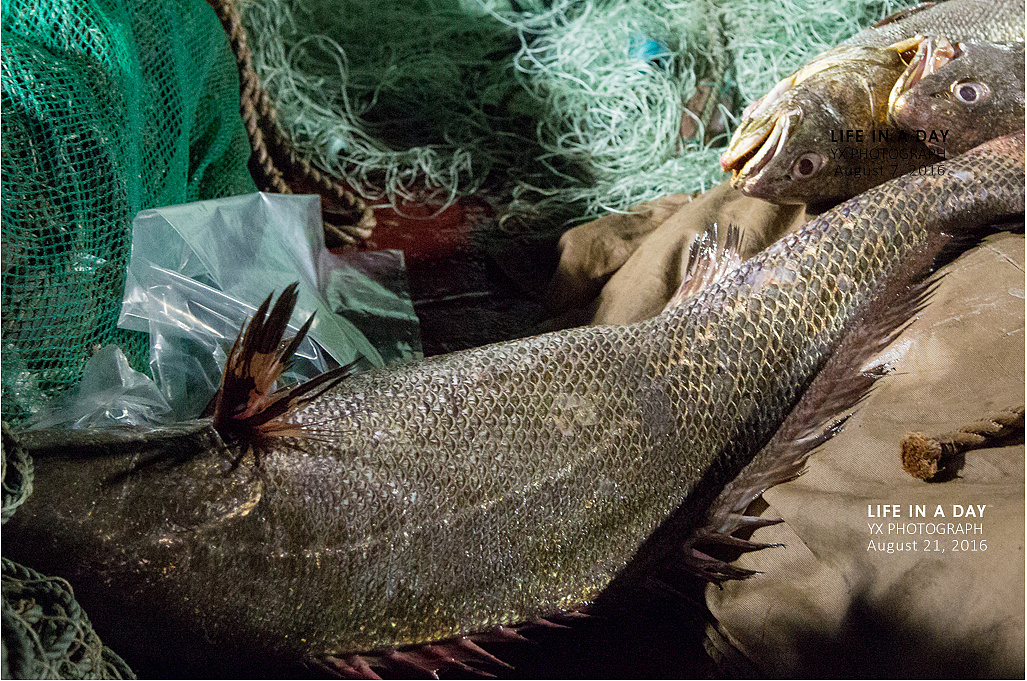 舟山海鲜 鮸鱼 野生大米鱼|摄影|风光|椅子湾 - 原