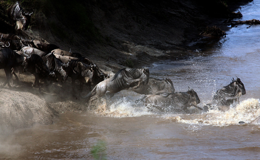 这是黑摄会另外一名摄影师 蒋林 拍摄的角马过河,这场面,这气势!