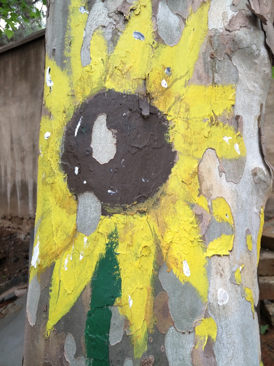 贴一点最近的随手拍,还用不好滤镜的小白|风光