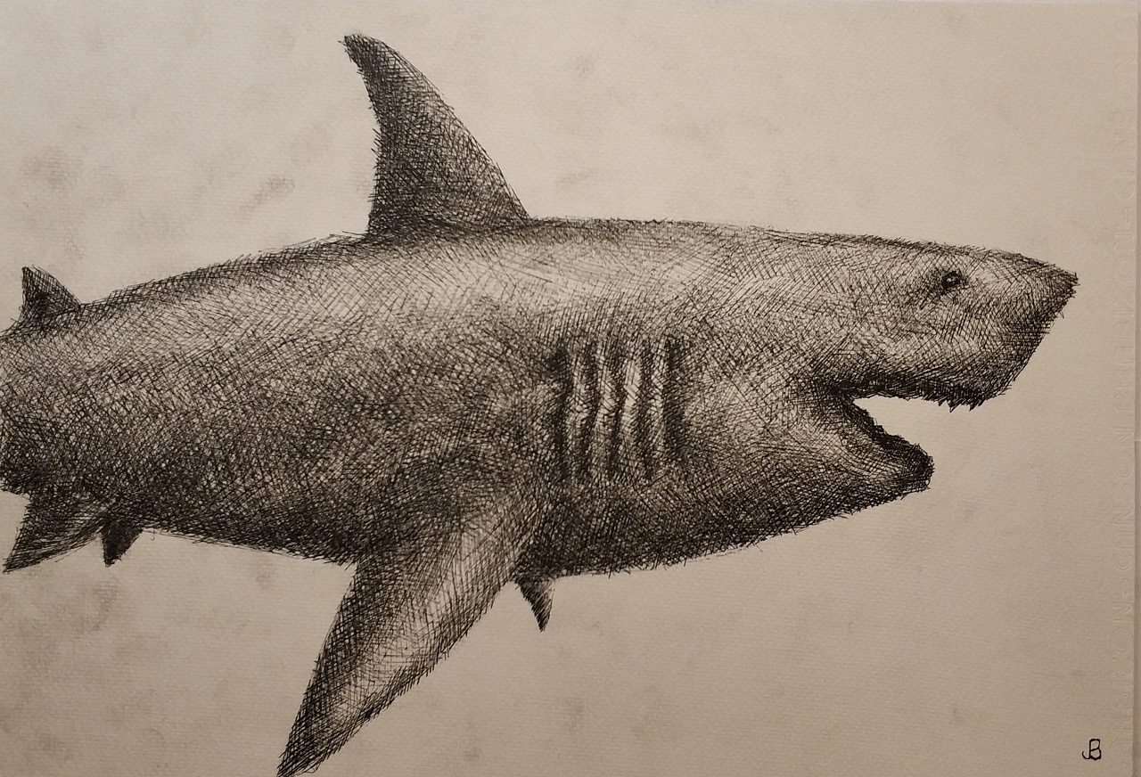 巨齿鲨 