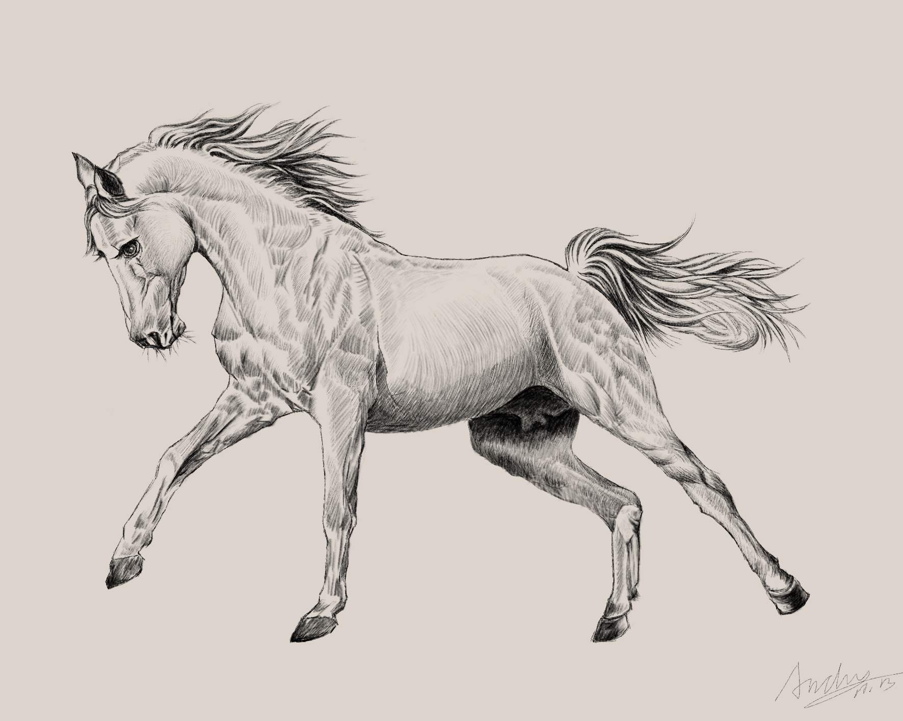 这张马的素描是用手绘板画的,技巧还不成熟