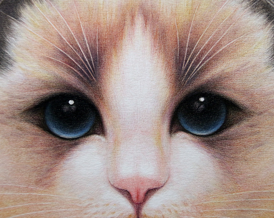 鸩山--布偶猫 涟漪 |彩铅|纯艺术|鸩山 - 原创设计