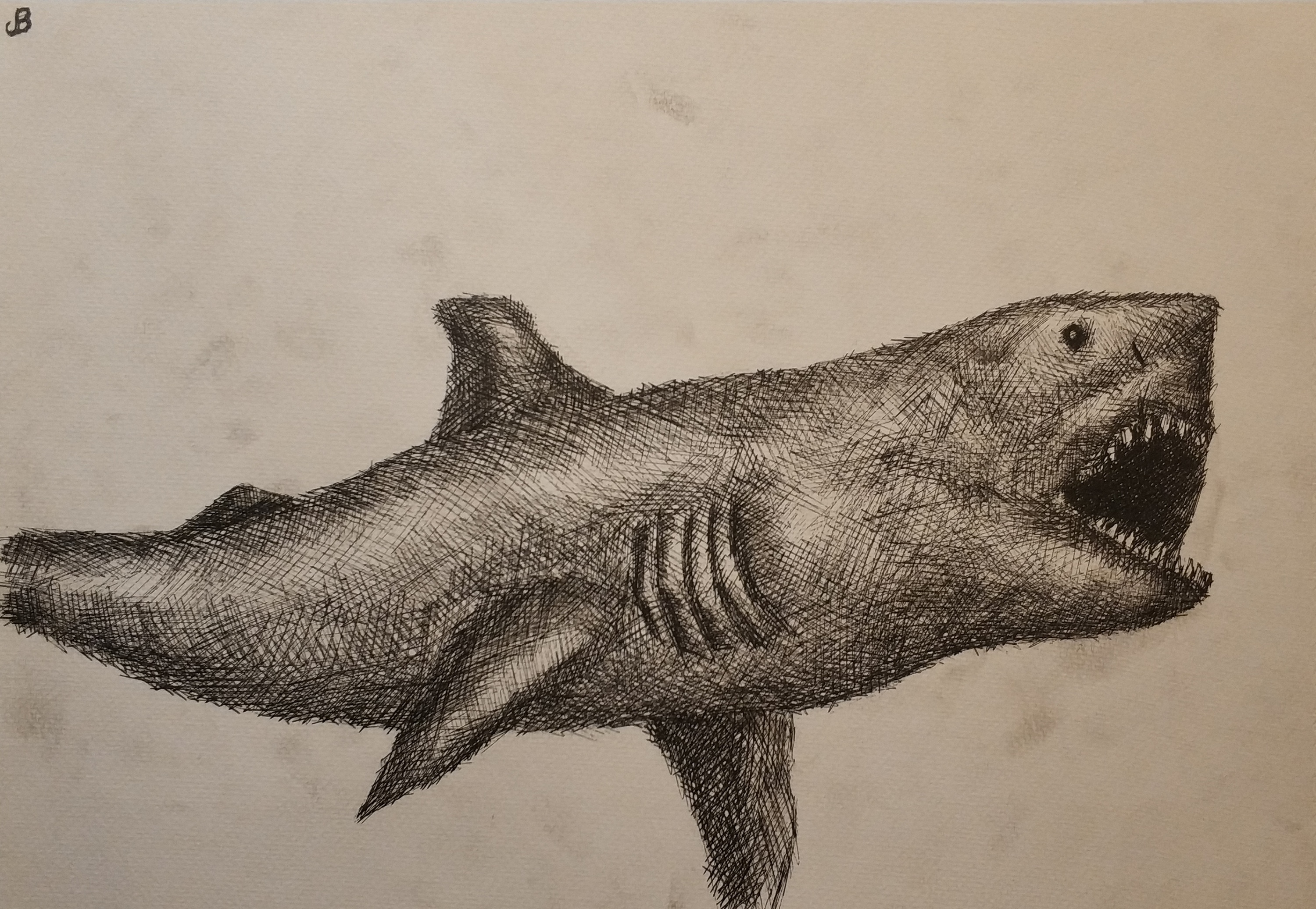 巨齿鲨 