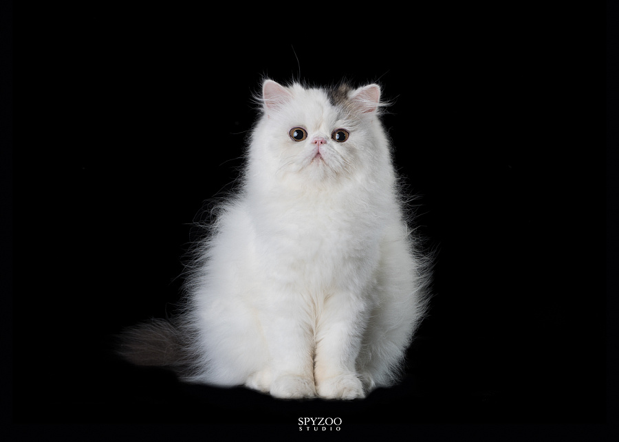 乖宝宝 异国长毛猫拍摄天津宠物猫摄影|动物|摄